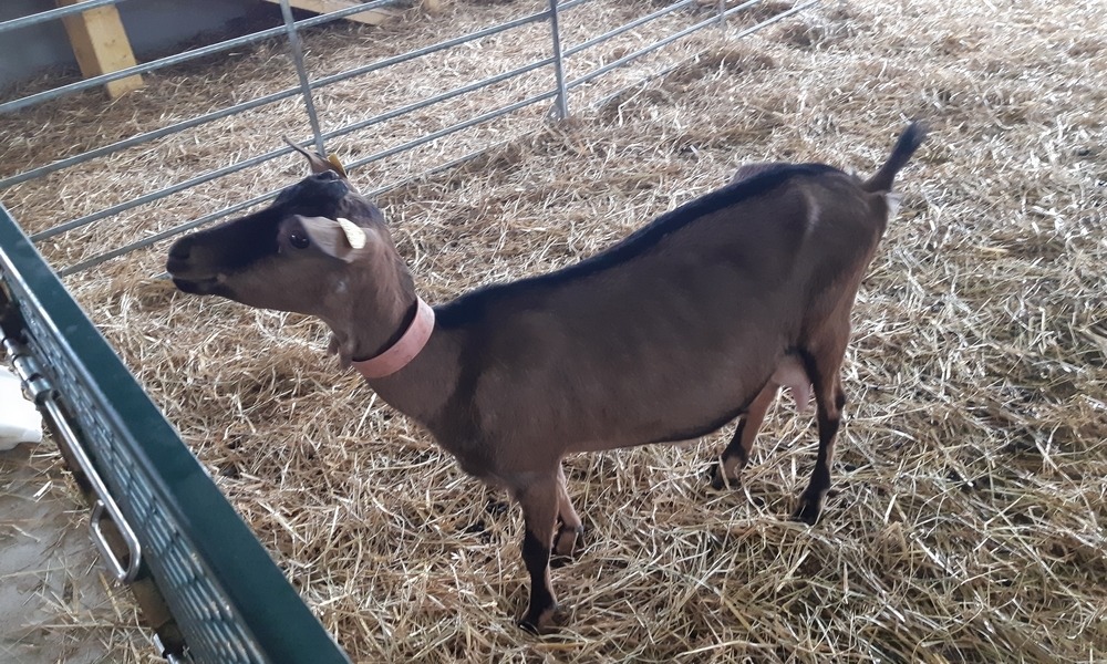 Myrtille et Compagnie