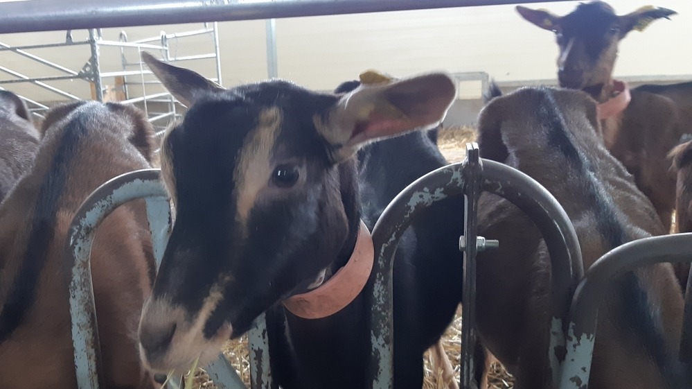 Myrtille et Compagnie