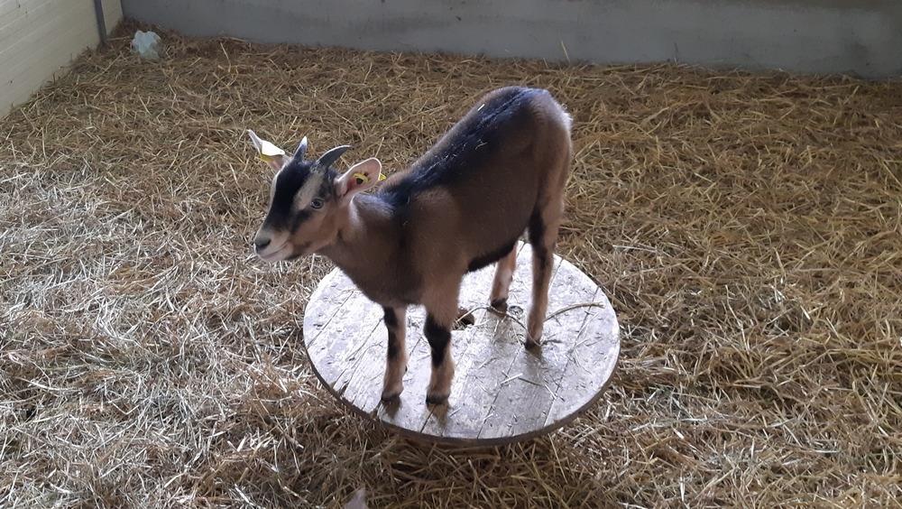 Myrtille et Compagnie