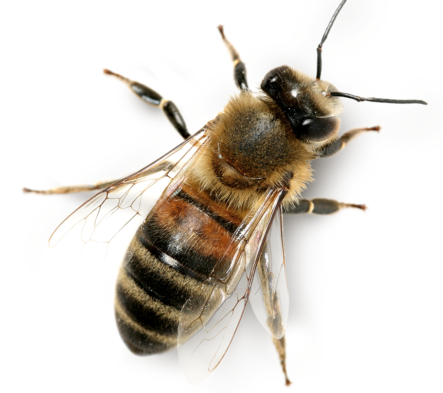 abeille-emmanuel-cousin-apiculteur-villeneuve-saint-germain-aisne