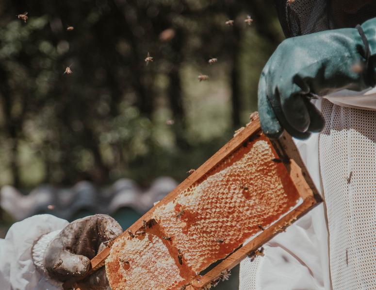avec-mes-abeilles-apiculteur-miel-aisne-abeilles