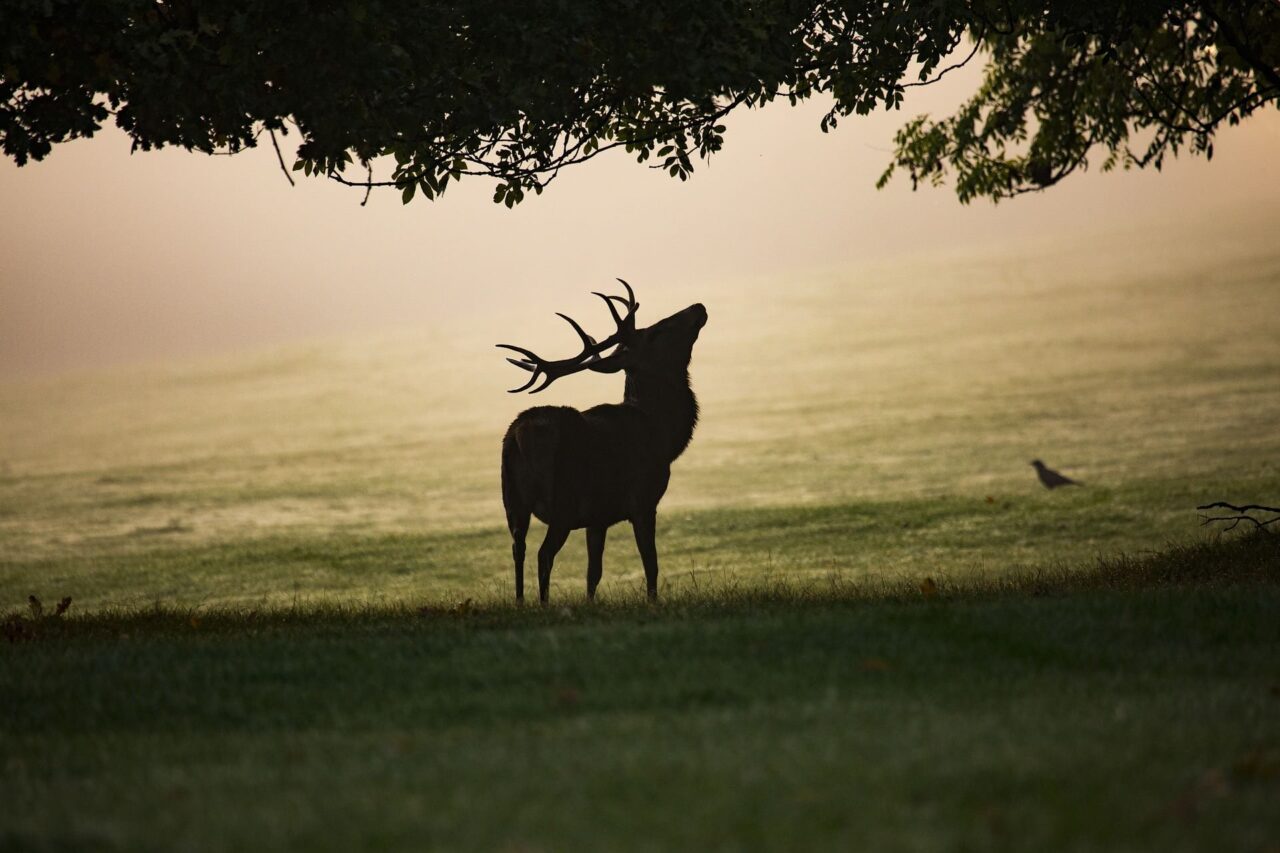 Le brame du cerf en forêt de Retz