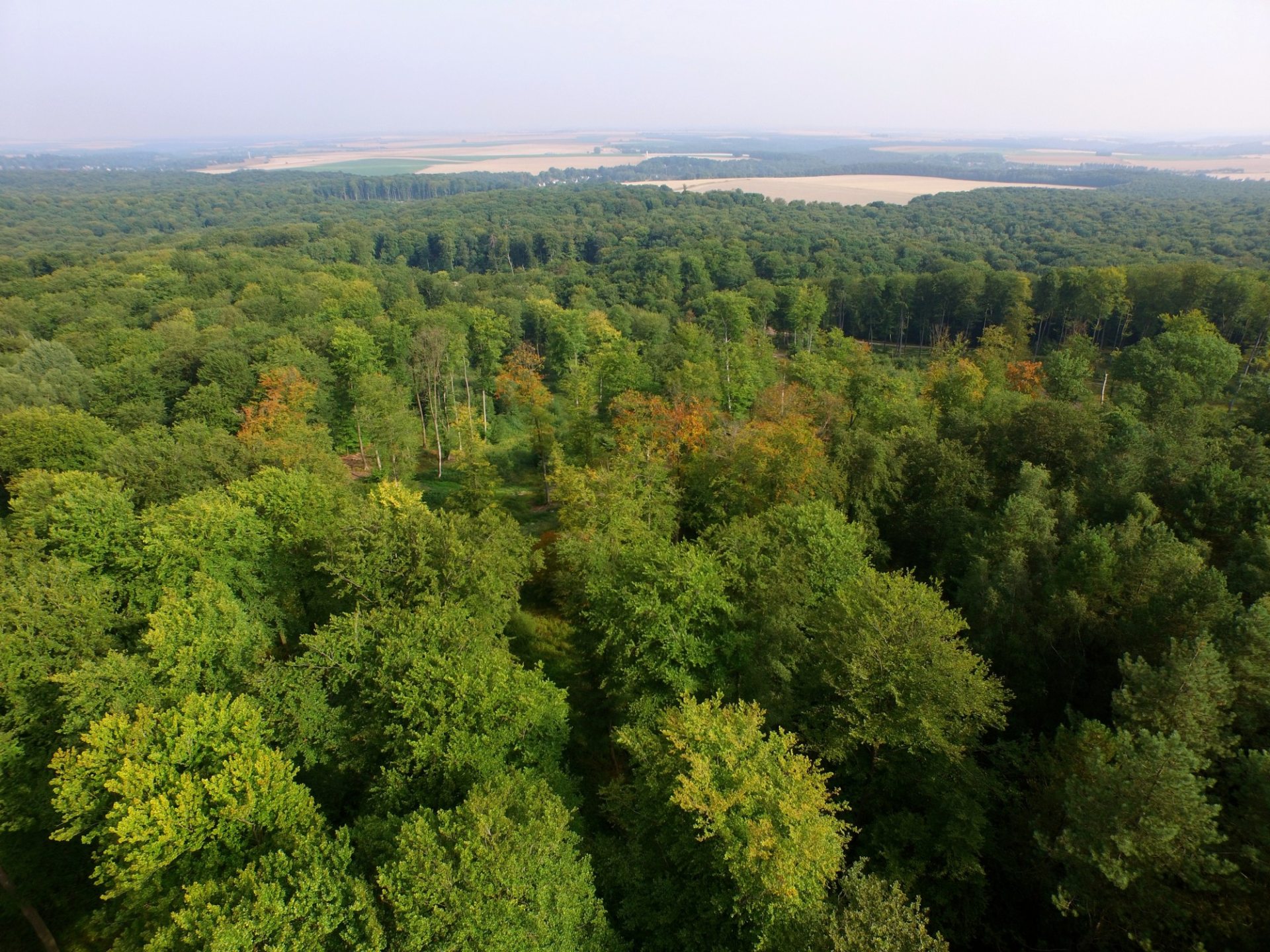 La forêt de Retz