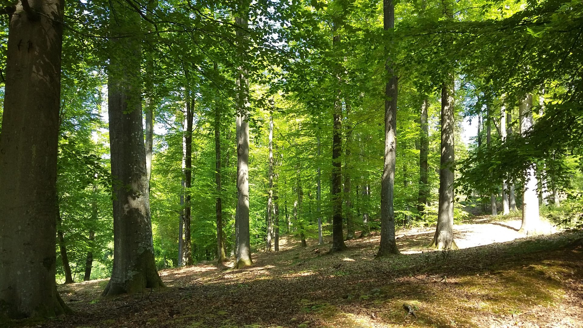 La forêt de Retz