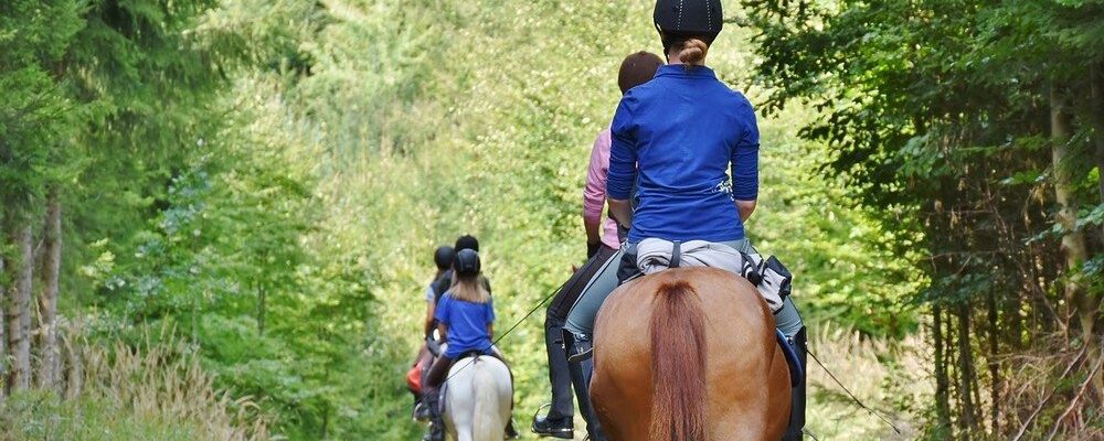 Rando équestre en forêt de Retz
