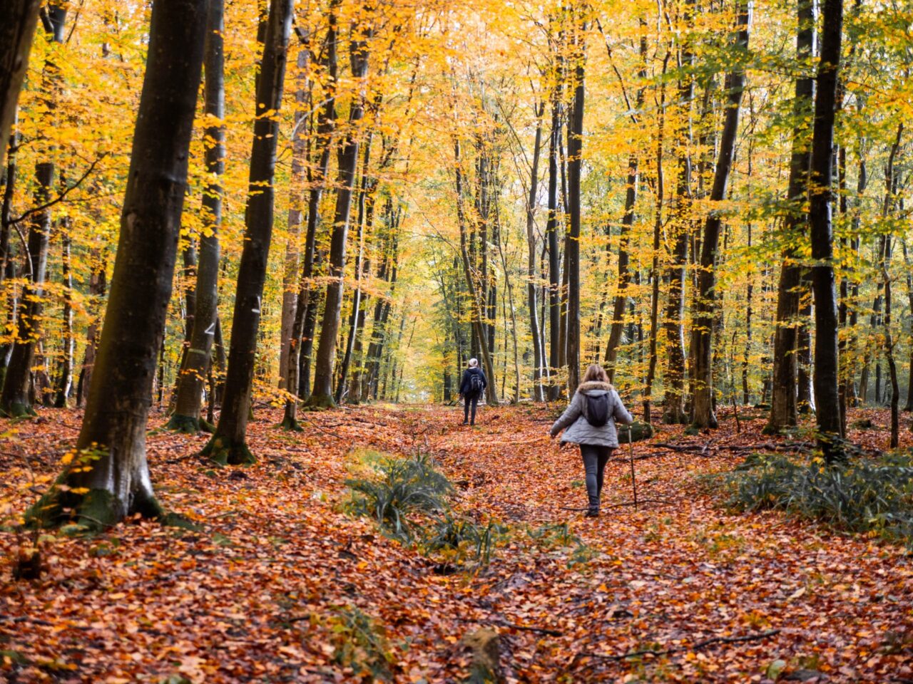 Expériences automne / hiver