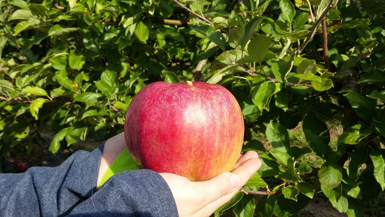 Les produits du terroir