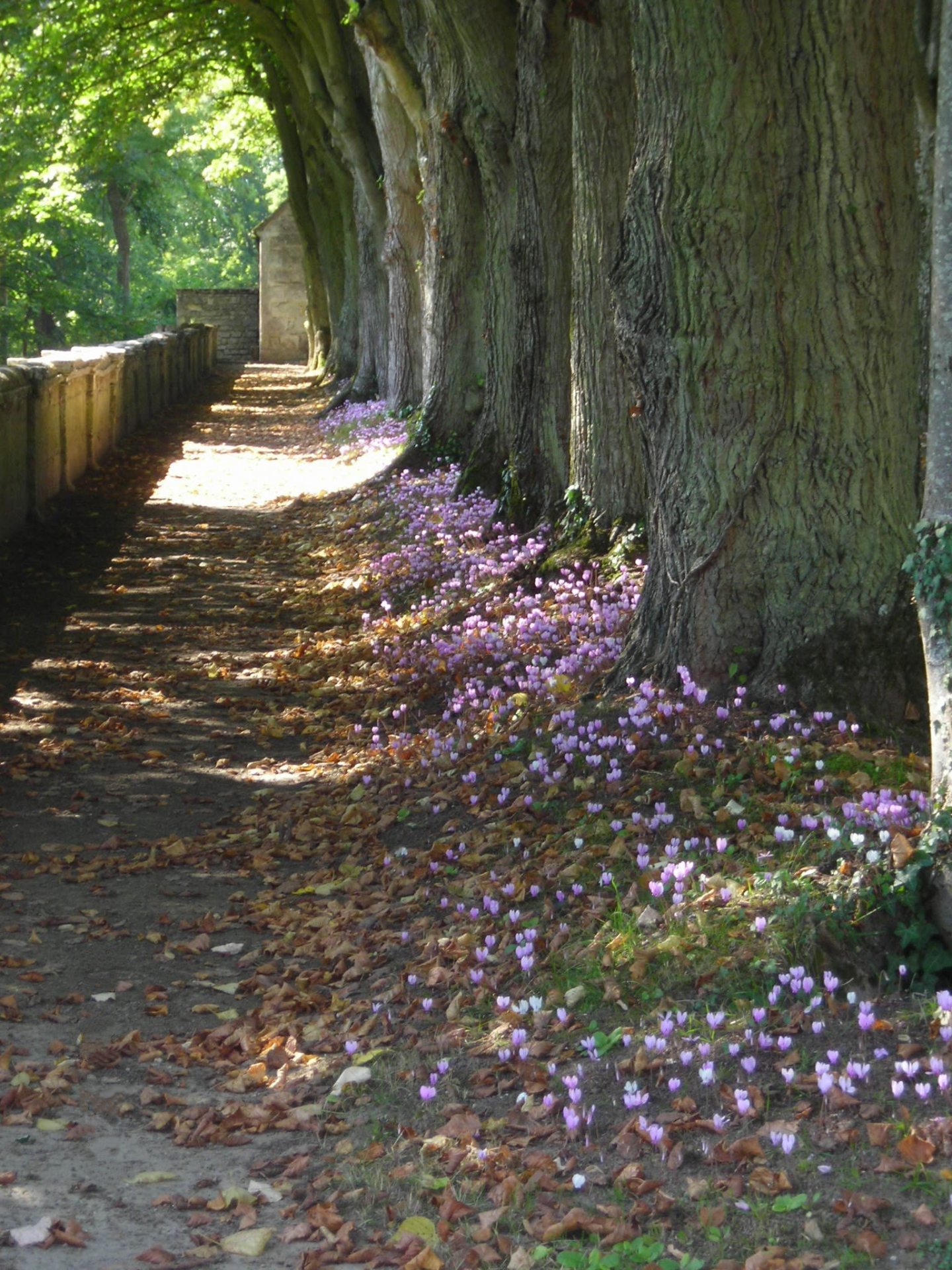 Les jardins de la Muette