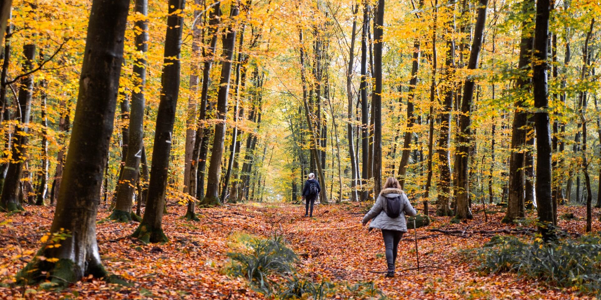 Expériences automne / hiver