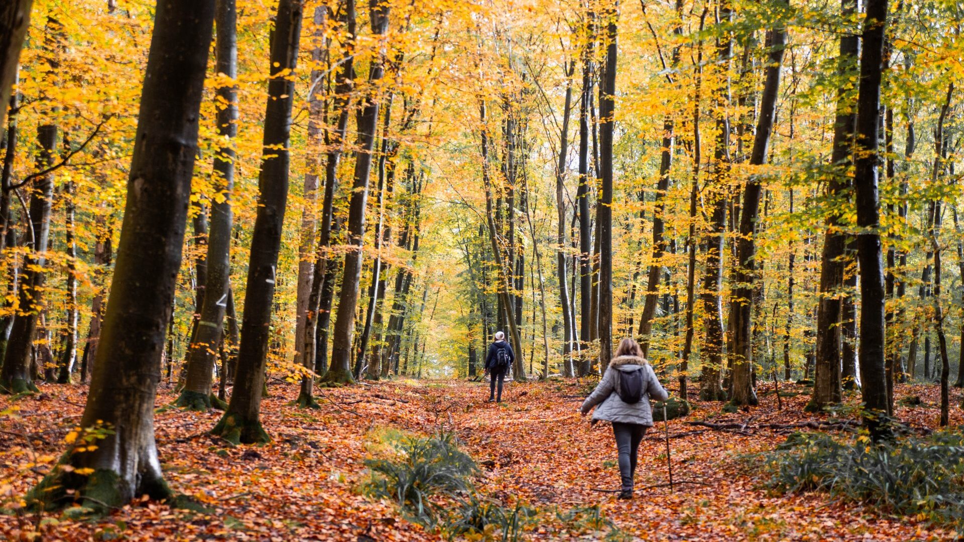 Expériences automne / hiver