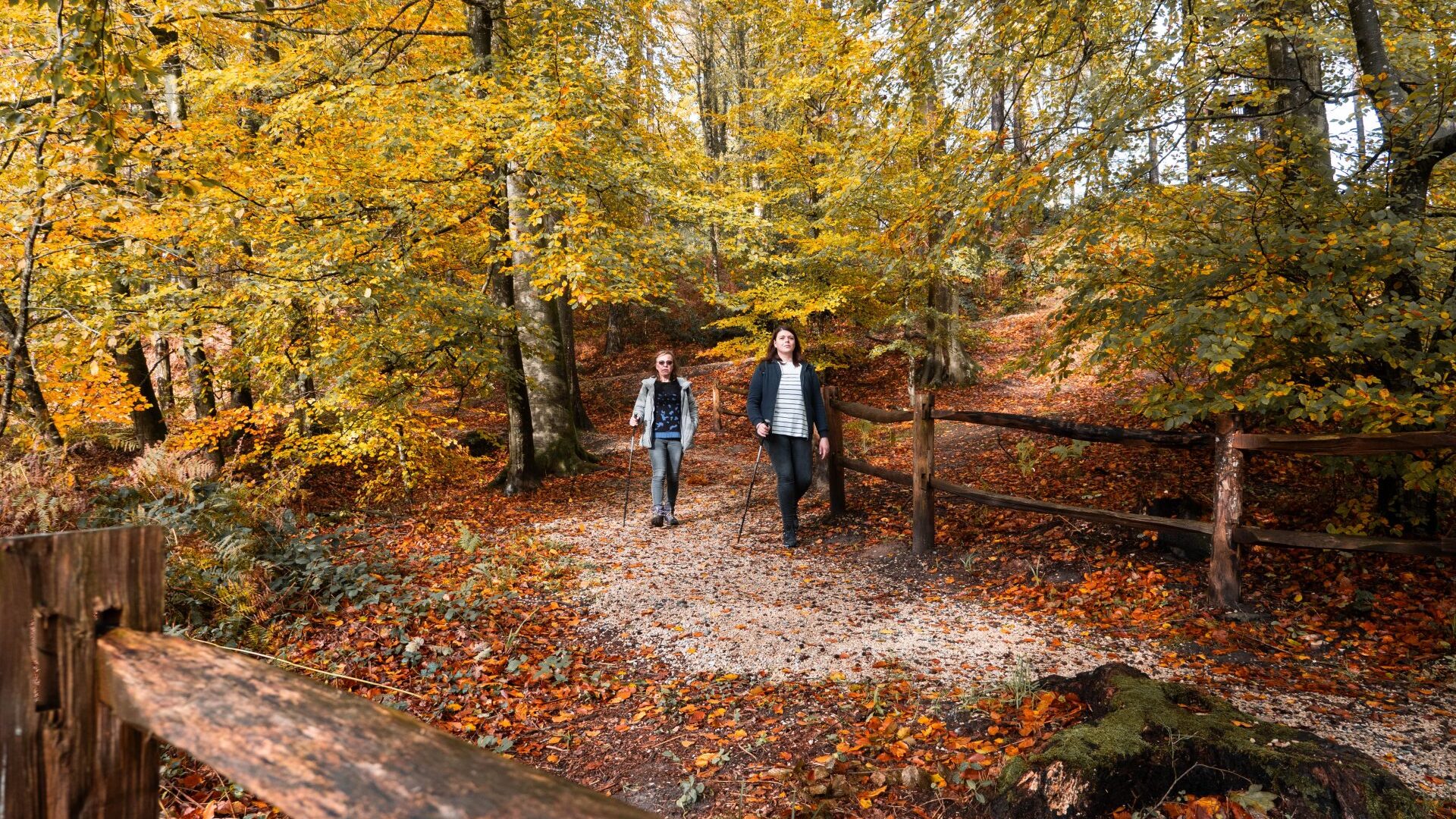 Les expériences du moment ! La forêt de Retz, un voyage au cœur de la nature