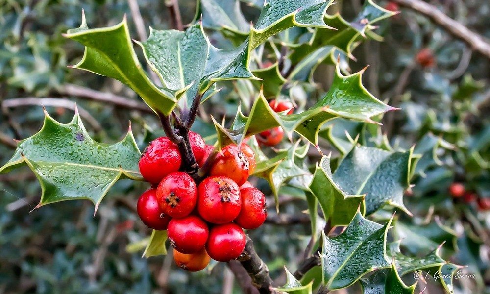 Les marchés et animations de Noël dans le Soissonnais Valois