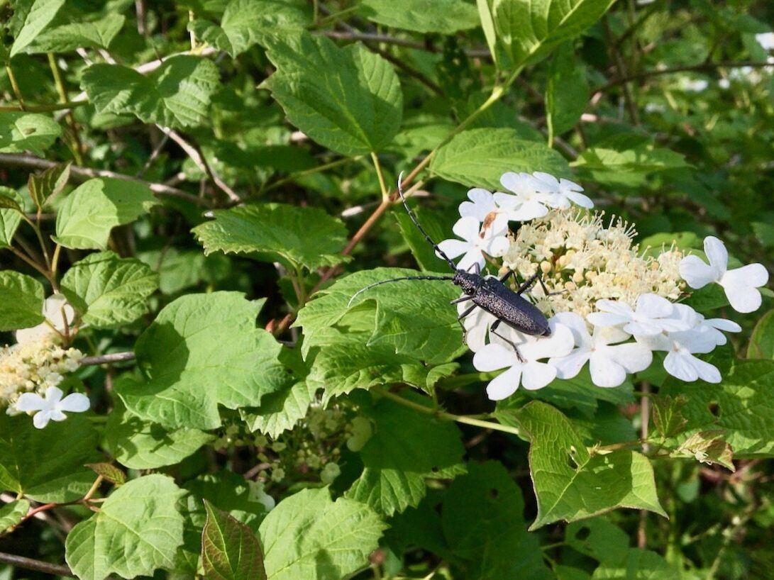Balade "merveille de la nature"