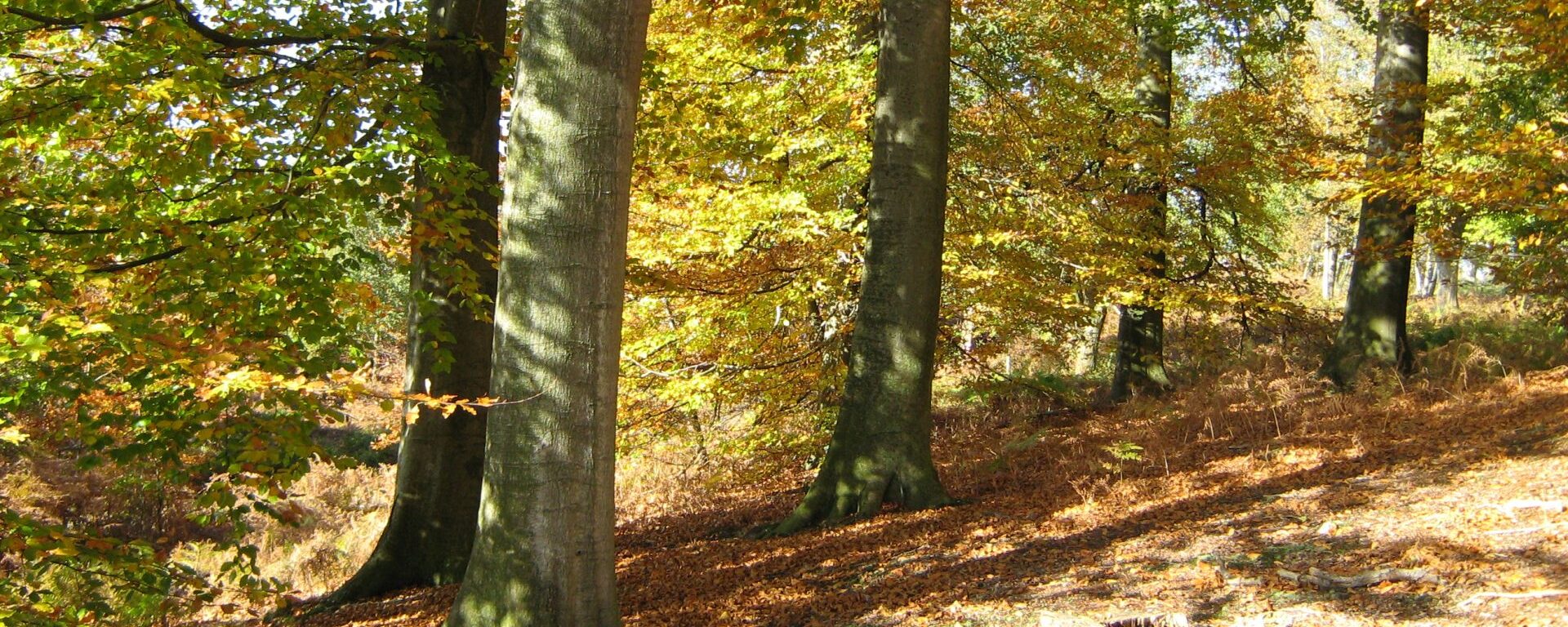 Randonnées