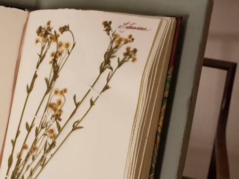 Atelier famille : de la forêt à l’herbier