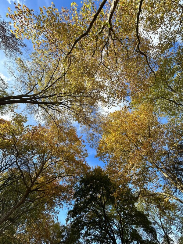 Balade automnale 🍂

#Automne...
