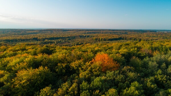🍂

#ForêtDeRetz #SoissonnaisValois...