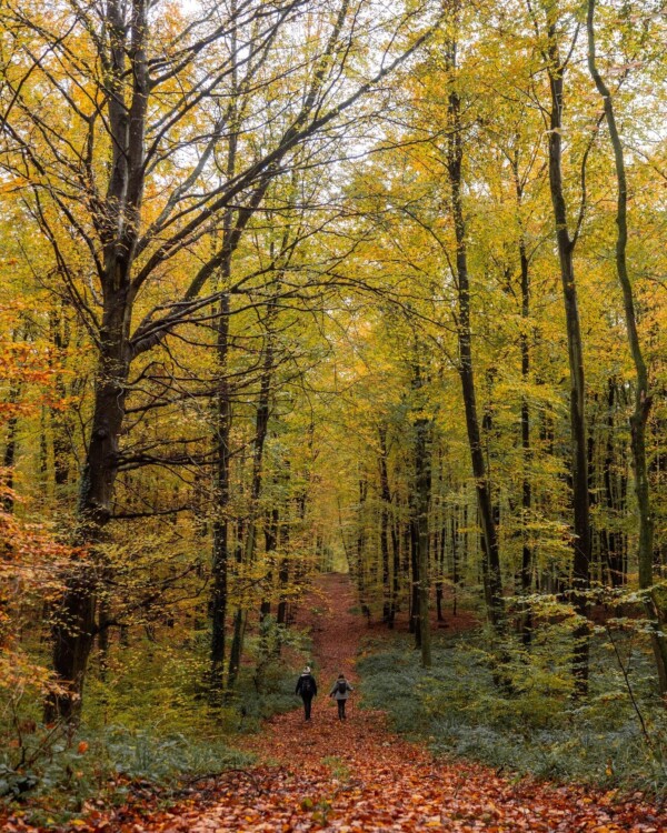 🌳🥾 Un grand bol d’air en forêt...