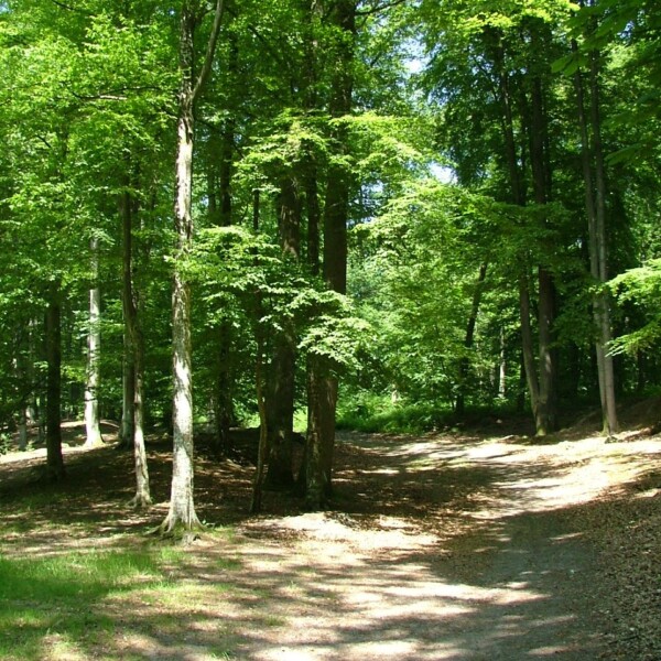 🌳🥾 RANDONNÉE FAMILIALE EN FORÊT...